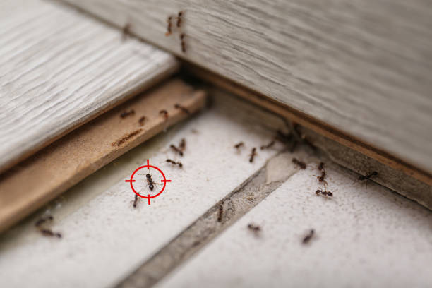 Best Commercial Pest Control Services  in Beaver, OK