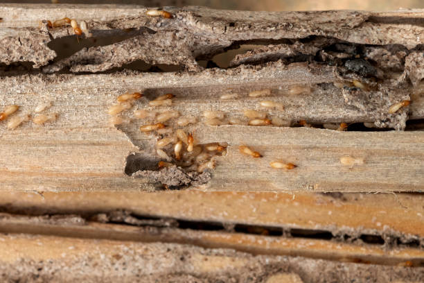Best Commercial Pest Control Services  in Beaver, OK