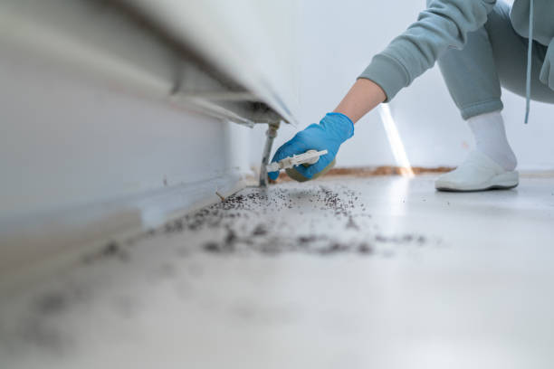 Best Wasp Removal Services  in Beaver, OK